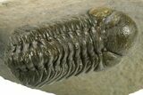 Hollardops Trilobite Fossil With Austerops - Multi-Toned Shell #381663-2